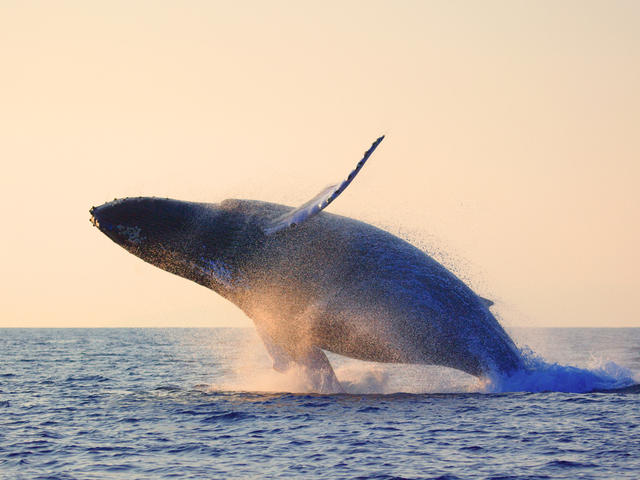 whale landing